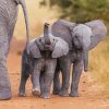 Elephant Mom And Their Babies Paint By Number