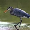 Grey Herron Bird Paint By Number