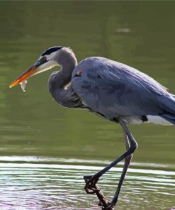 Grey Herron Bird Paint By Number