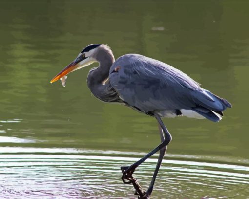 Grey Herron Bird Paint By Number