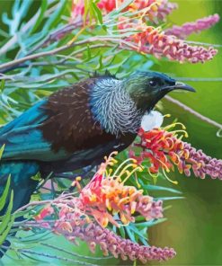 Honeyeater Tui Bird Paint By Number