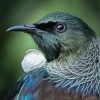 Honeyeater Tui Head Paint By Number