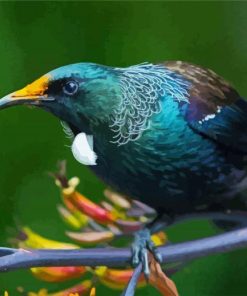 Honeyeater Tui On Branch Paint By Number