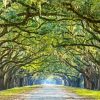 Lowcountry Trees Paint By Number