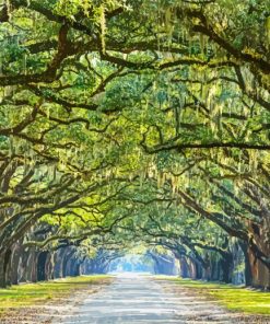 Lowcountry Trees Paint By Number