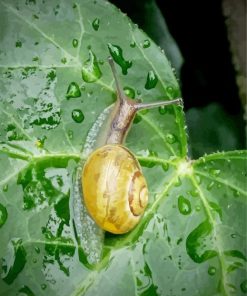 Snail Ivy Plant In Pot Paint By Number