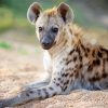 Spotted Hyena Animal Paint By Number