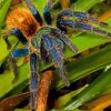 Tarantula On Leaves Paint By Number