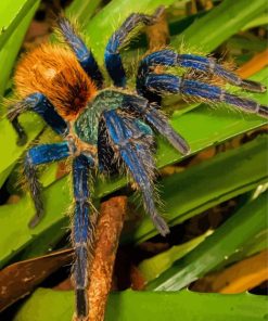 Tarantula On Leaves Paint By Number