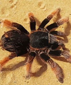 Tarantula Spider Paint By Number