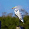 White Herron Bird Paint By Number