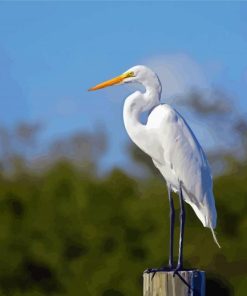 White Herron Bird Paint By Number