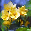 Yellow Flower Freesia Paint By Number