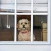 Puppy Looking Out Window Paint By Number