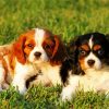 Adorable Spaniel Dogs Paint By Number