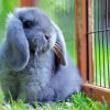 Adorable Mini Lop Paint By Number