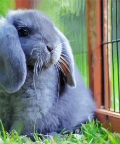 Adorable Mini Lop Paint By Number