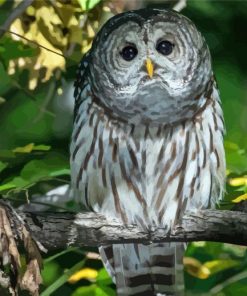 Adorable Barred Owl Paint By Number