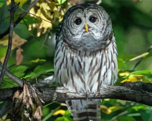 Adorable Barred Owl Paint By Number