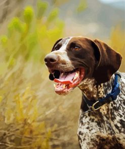 Aesthetic German Shorthaired Pointer Paint By Number