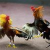 Artistic Rooster Fight Paint By Number