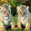 Baby Tigers Animal Paint By Number