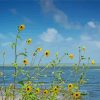 Beach Sunflowers Paint By Number