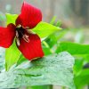 Beautiful Trillium Flower Paint By Number