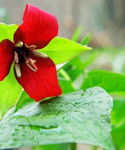 Beautiful Trillium Flower Paint By Number