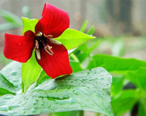 Beautiful Trillium Flower Paint By Number