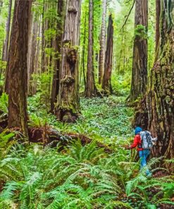 Beautiful Redwoods In California Paint By Number