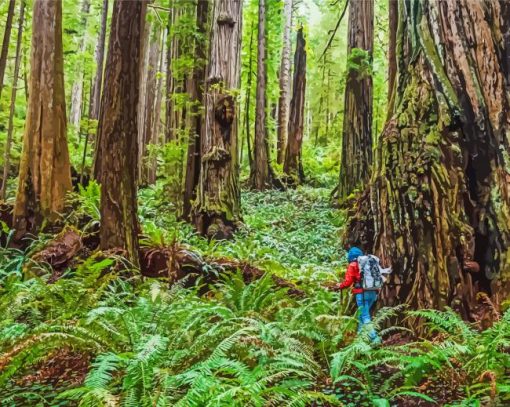 Beautiful Redwoods In California Paint By Number