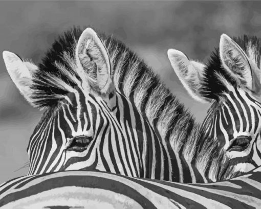 Black And White Zebra Animals Paint By Number