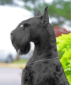 Black Giant Schnauzer Paint By Number