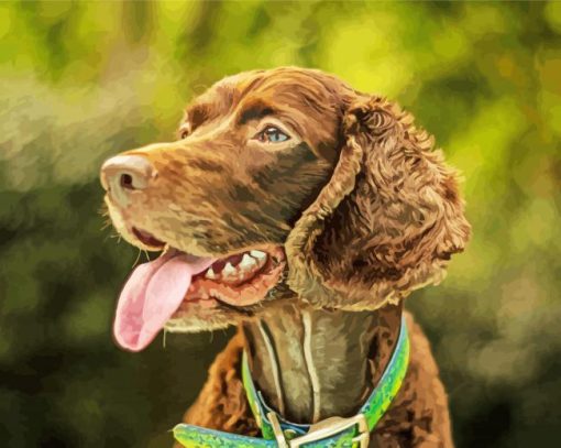 Boykin Spaniel Puppy Paint By Number