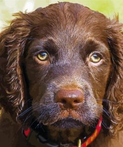 Boykin Spaniel Puppy Paint By Number