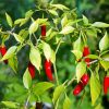 Chile Peppers Plant Paint By Number