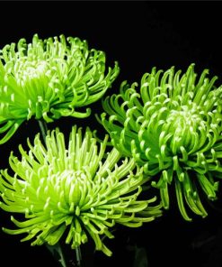 Chrysanthemum Green Flowers Paint By Number