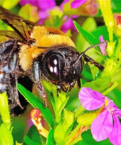 Close Up Bumble Bee Paint By Number