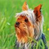 Cute Australian Terrier Paint By Number