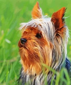 Cute Australian Terrier Paint By Number