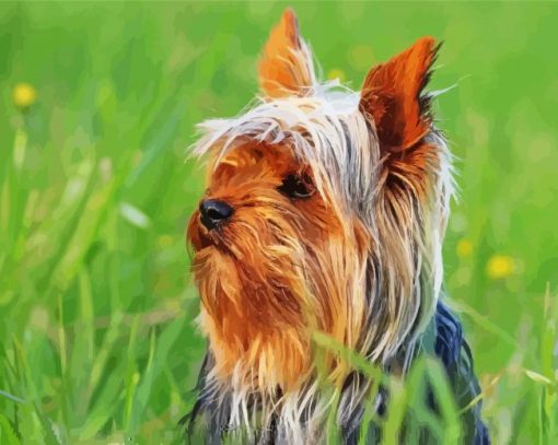 Cute Australian Terrier Paint By Number