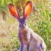 Adorable Big Eared Bunny Paint By Number