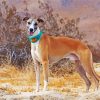 Cute Whippet Paint By Number