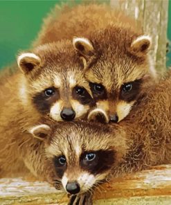 Cute Ontario Raccoon Babies Paint By Number