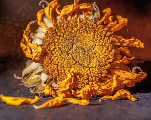 Decaying Sunflower Paint By Number