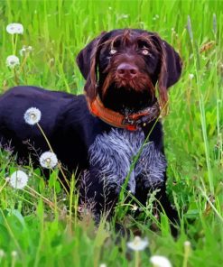 German Wirehaired Pointer Animal Paint By Number