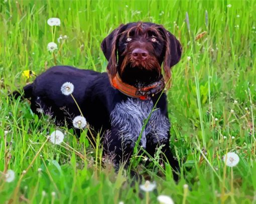 German Wirehaired Pointer Animal Paint By Number