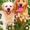 Golden Retriever With Daisies Paint By Number