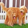 Goldendoodle Dog Paint By Number